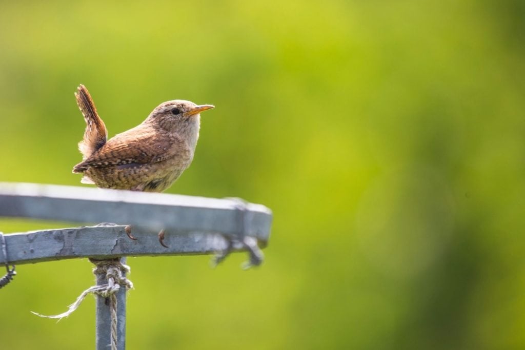 a house wren standing on the side of a bird feeder with green nature background