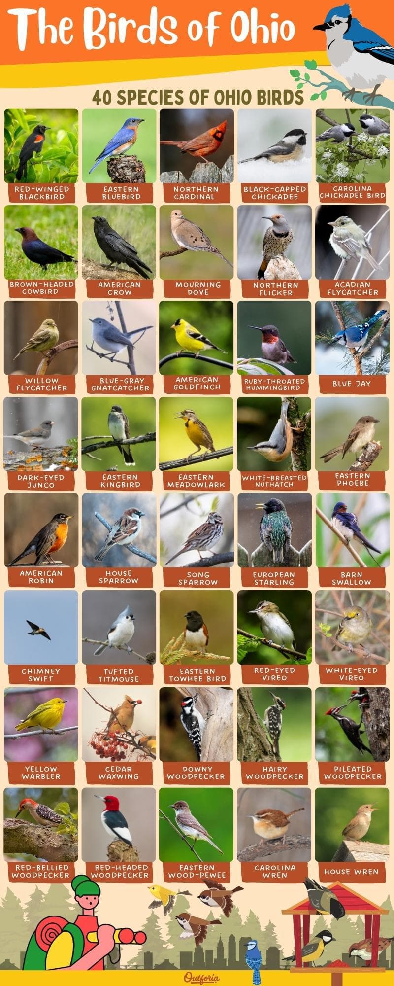 chart of images and names of Birds of Ohio