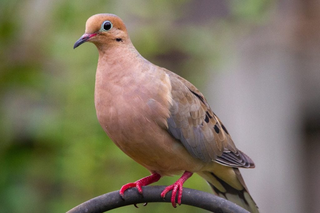 close up image of a amourning dove perched on a pole