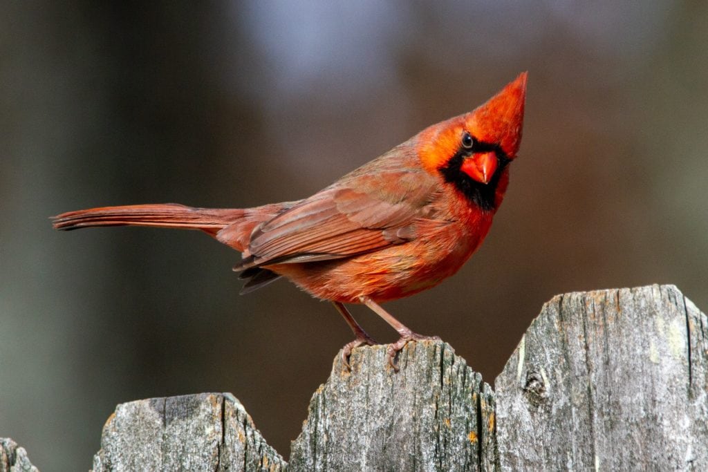 a northern cardinal perched on a wooden fence