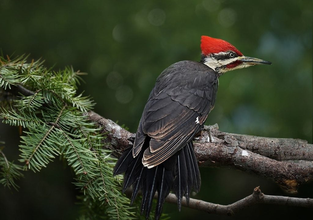 a pileated woodpecker perched on a pine tree branch