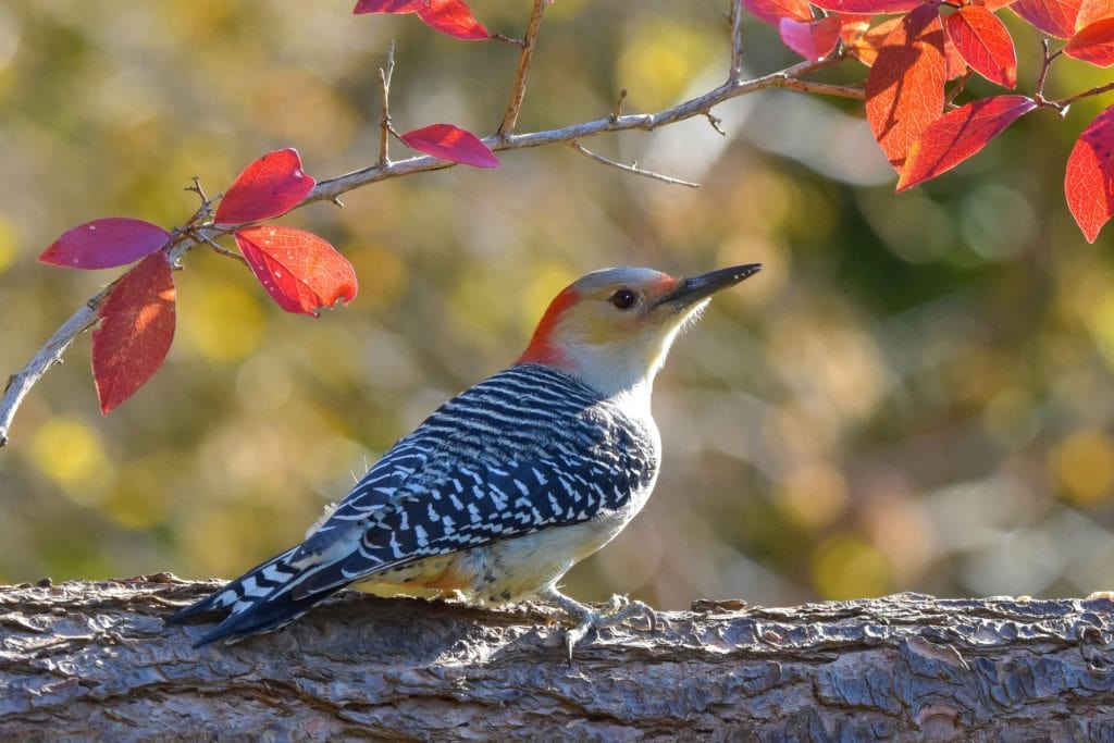 a red-headed woodpecker perched on a tree branch with autumn leaves