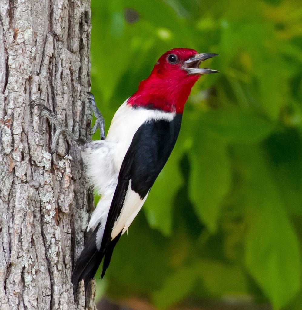 a red-headed woodpecker calling from a tree trunk