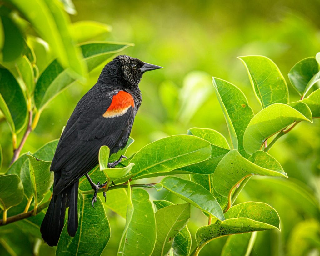 a red-winged black bird perched in a tree branch with leaves