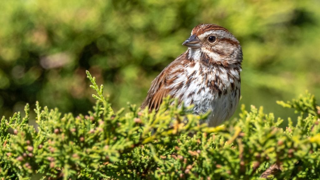 a song sparrow perched on top of plants