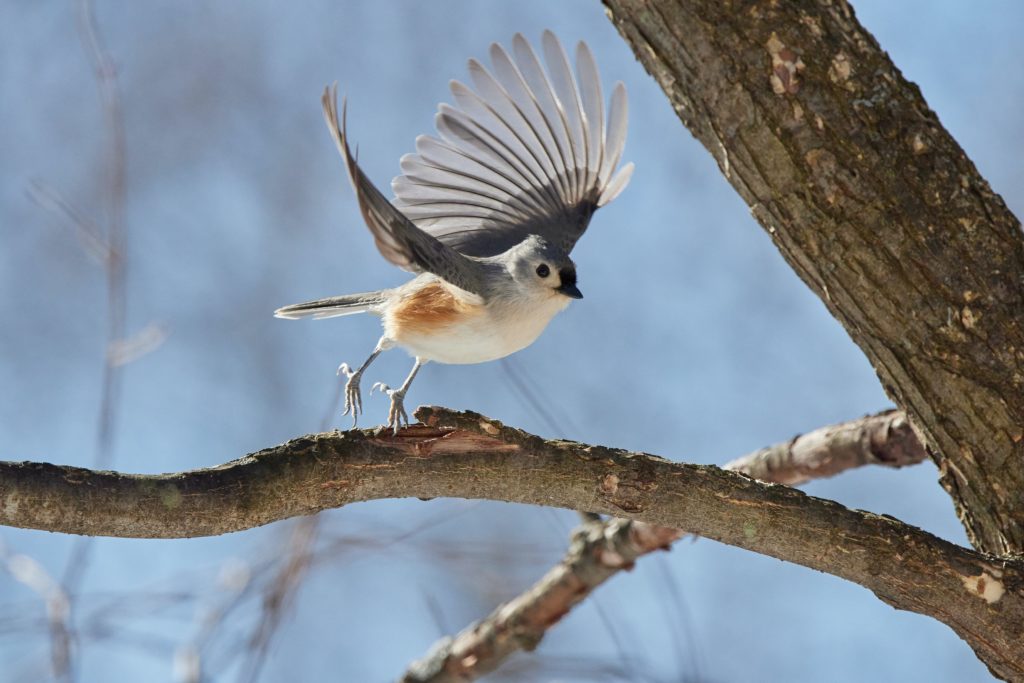 A tufted titmouse spreads its wings to start flying on a sunny winter afternoon.