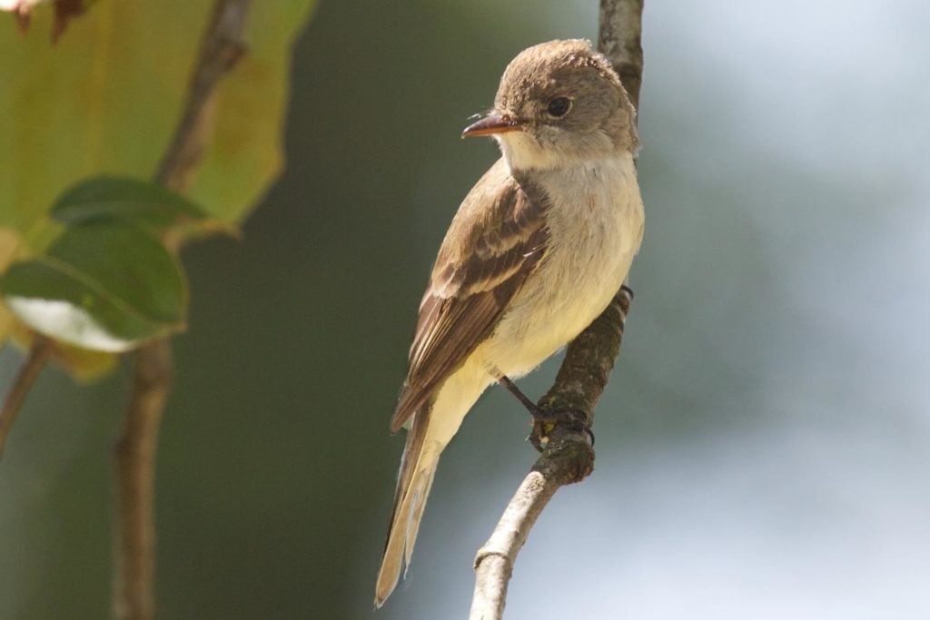a willow flycatcher perched on a tree branch
