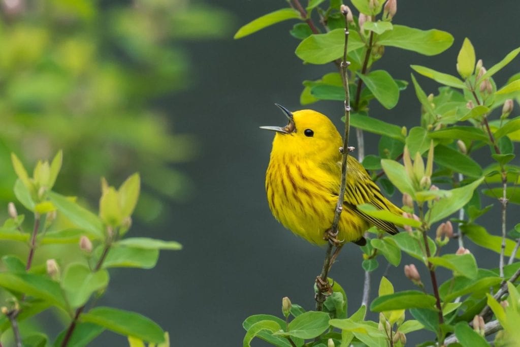 a yellow warbler singing from the trees