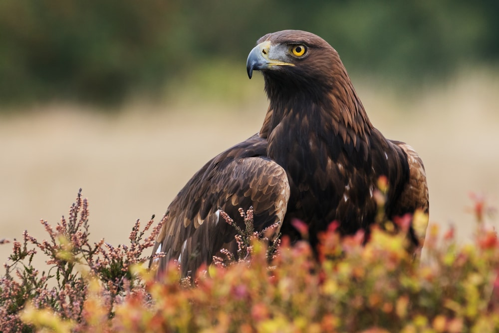 an eagle sitting across a flower field