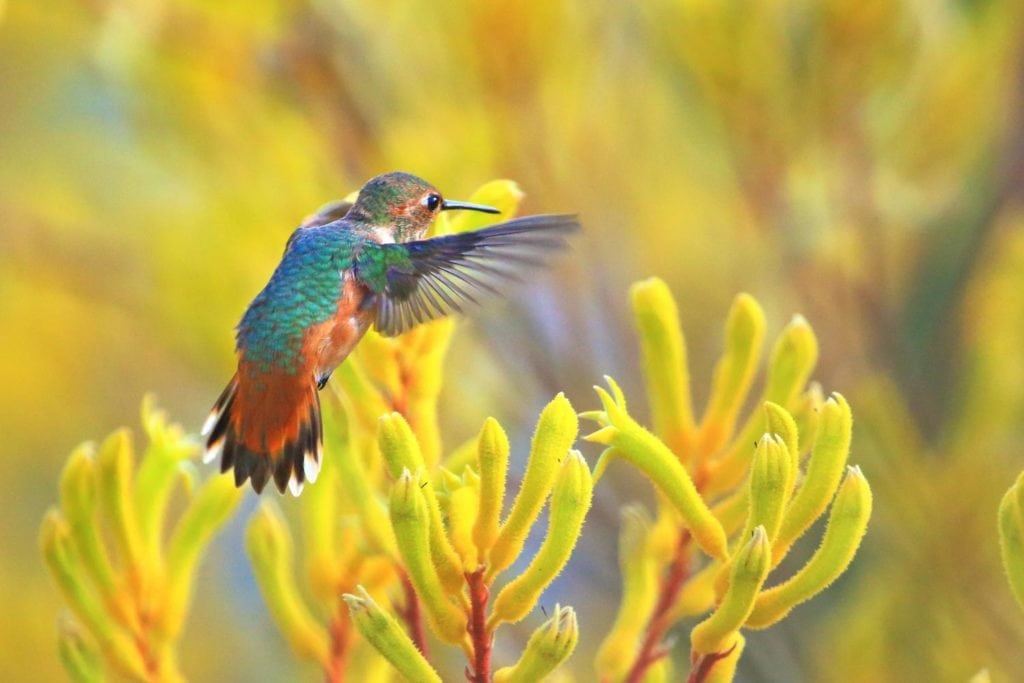 an Allen's hummingbird hovering over a plant showing its iridescent green back