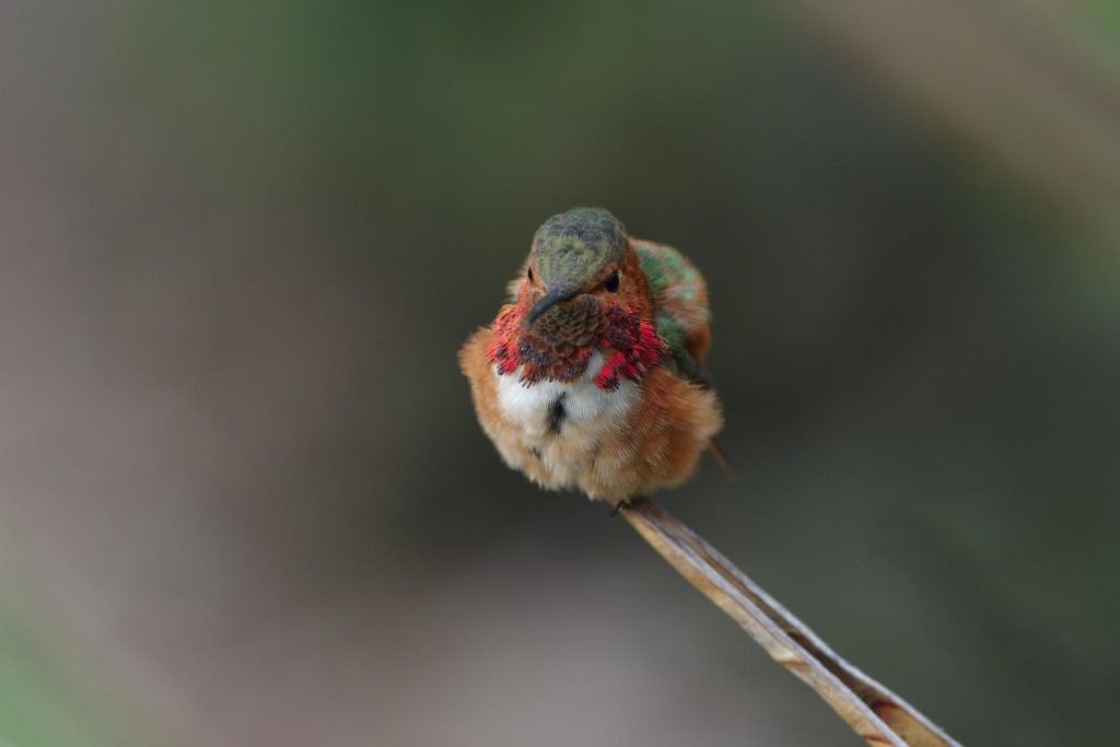 a beautiful Allen's hummingbird while preening