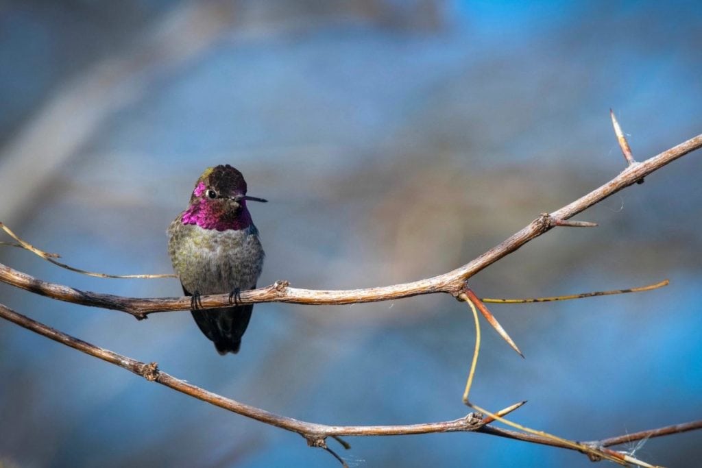 an Anna’s hummingbird perched on a tree branch Hummingbird