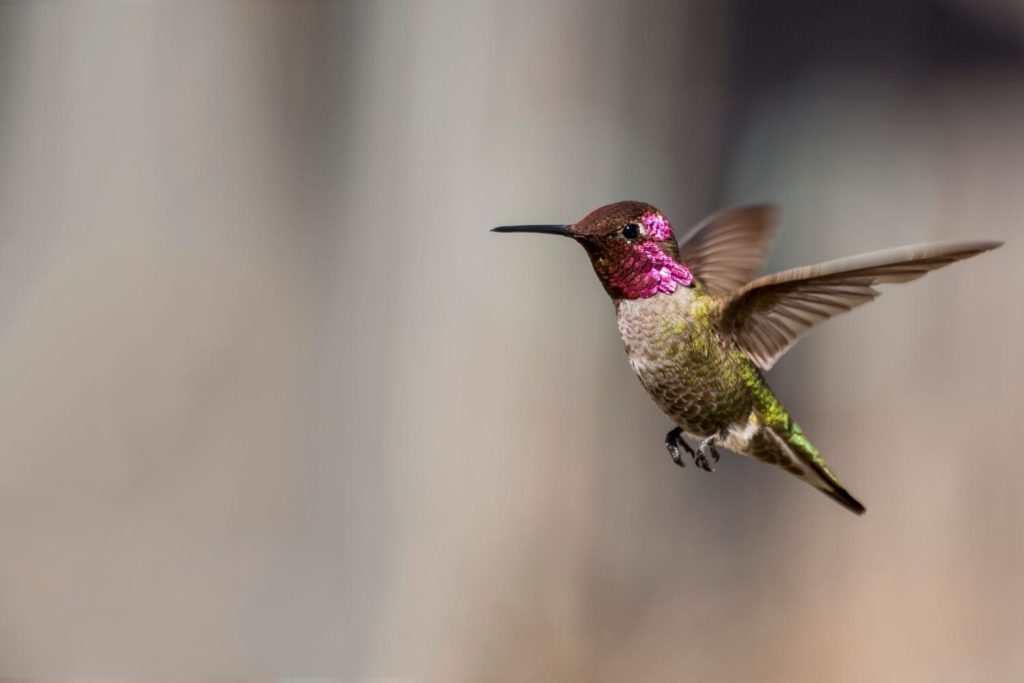 macroshot Anna’s Hummingbird while flying