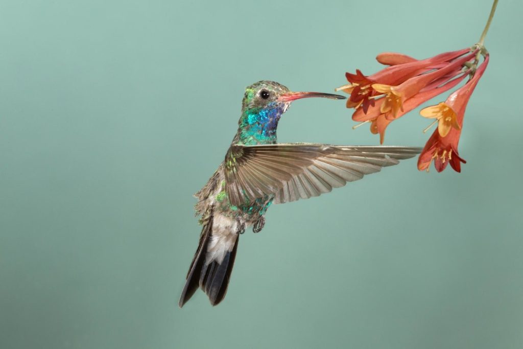 a Broad-billed Hummingbird on a flower nectar