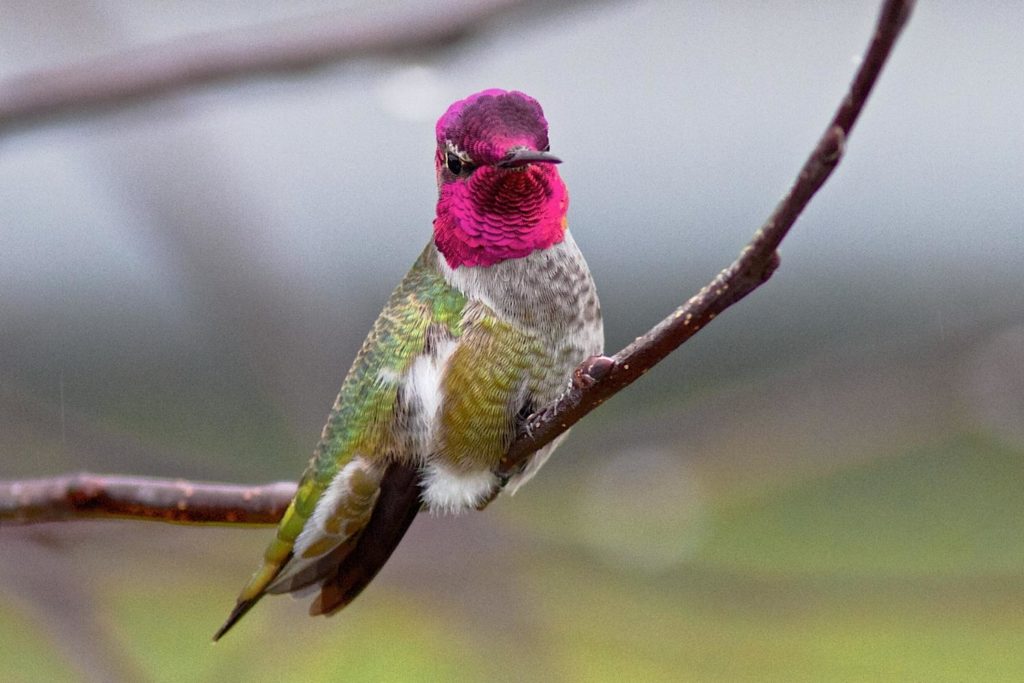 image of Anna's hummingbird perched on a tree branch showing its bright pluamge
