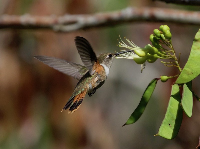 a Bahama woodstar hummingbird feeding on a nectar