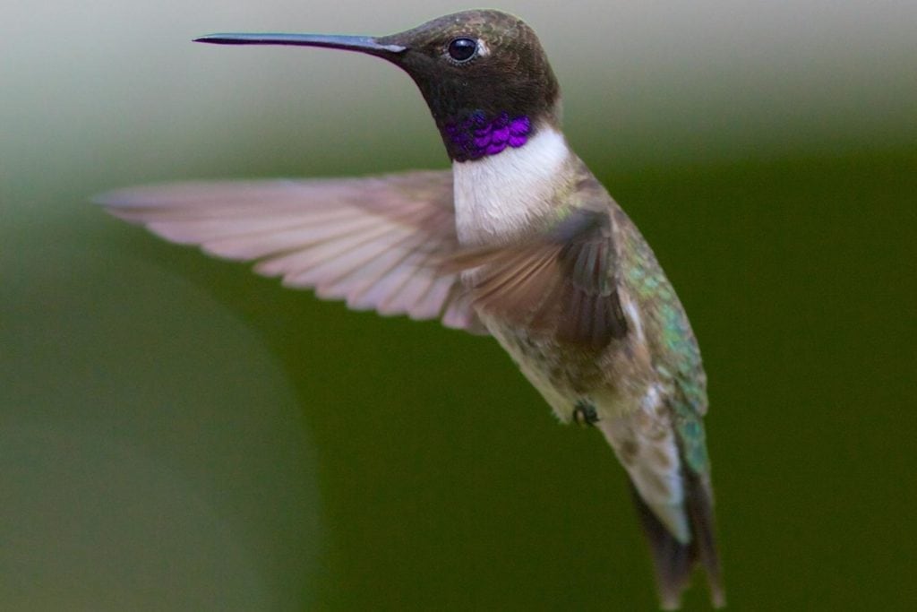 macro shot of a black-chinned hummingbird showing its black head with purple base