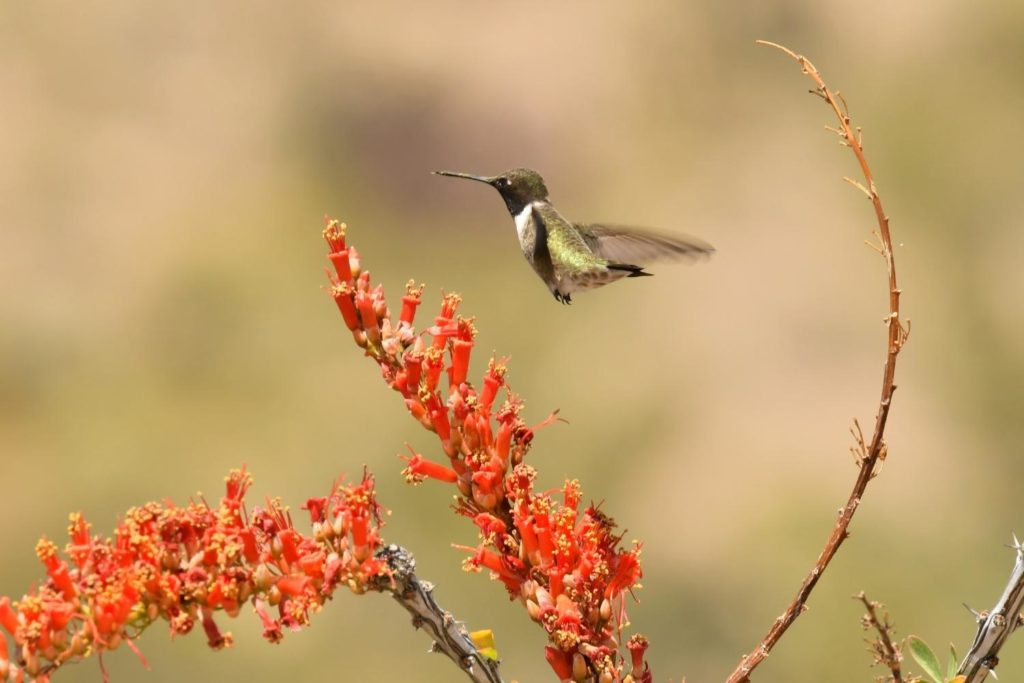 a black-chinned hummingbird feeding on the cactus flower