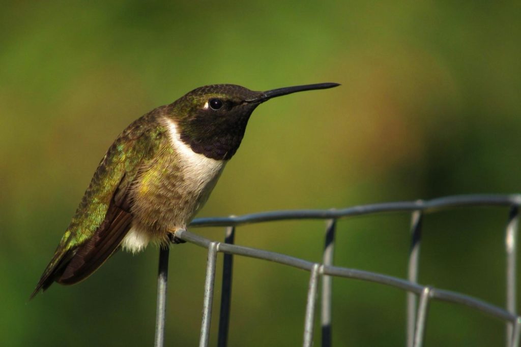 a black-chinned hummingbird perched on a wire