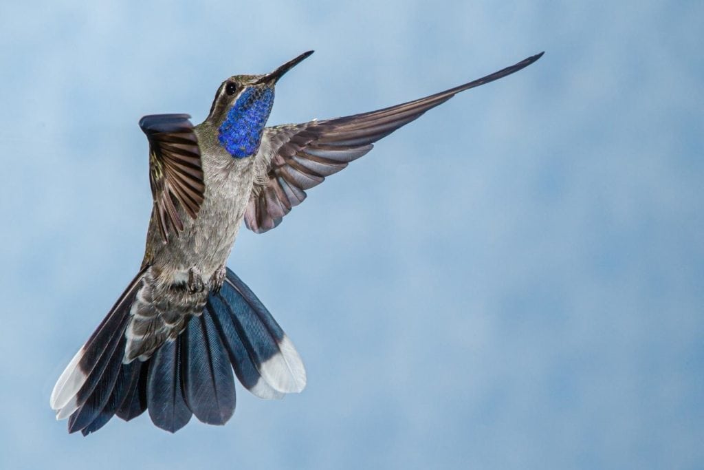 close up image of a blue-throated hummingbird in flight over a blue background