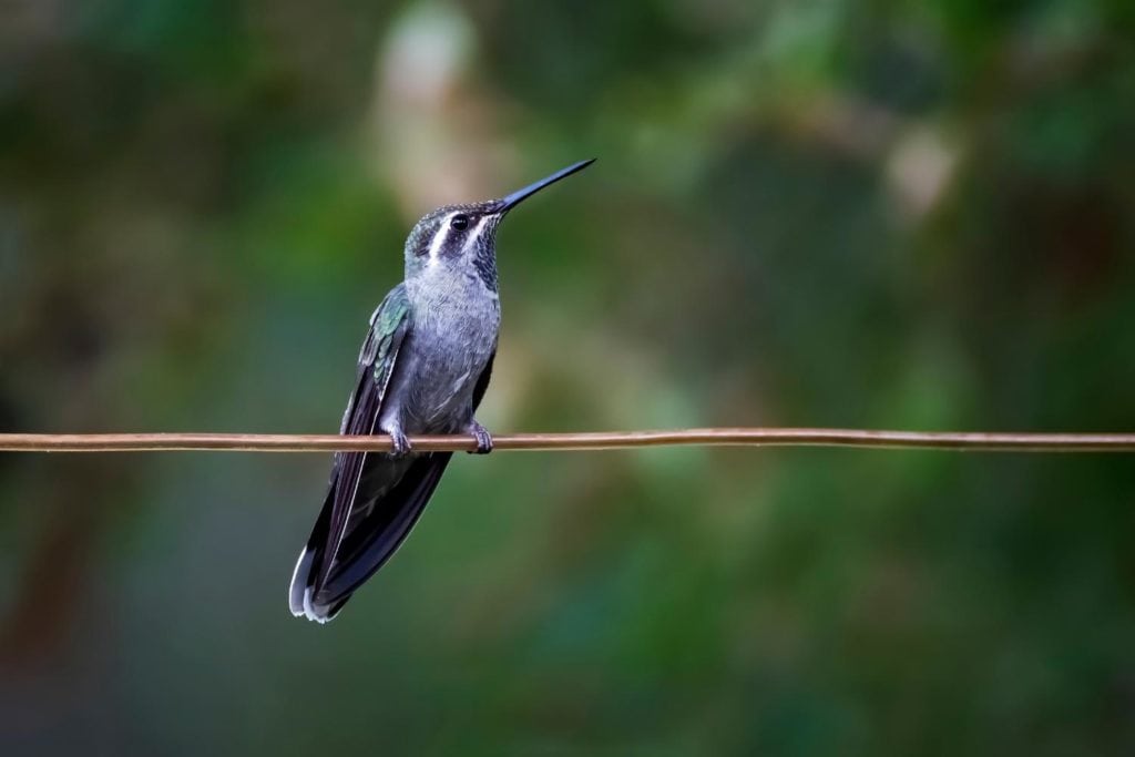 a blue-throated hummingbird perched on a wire