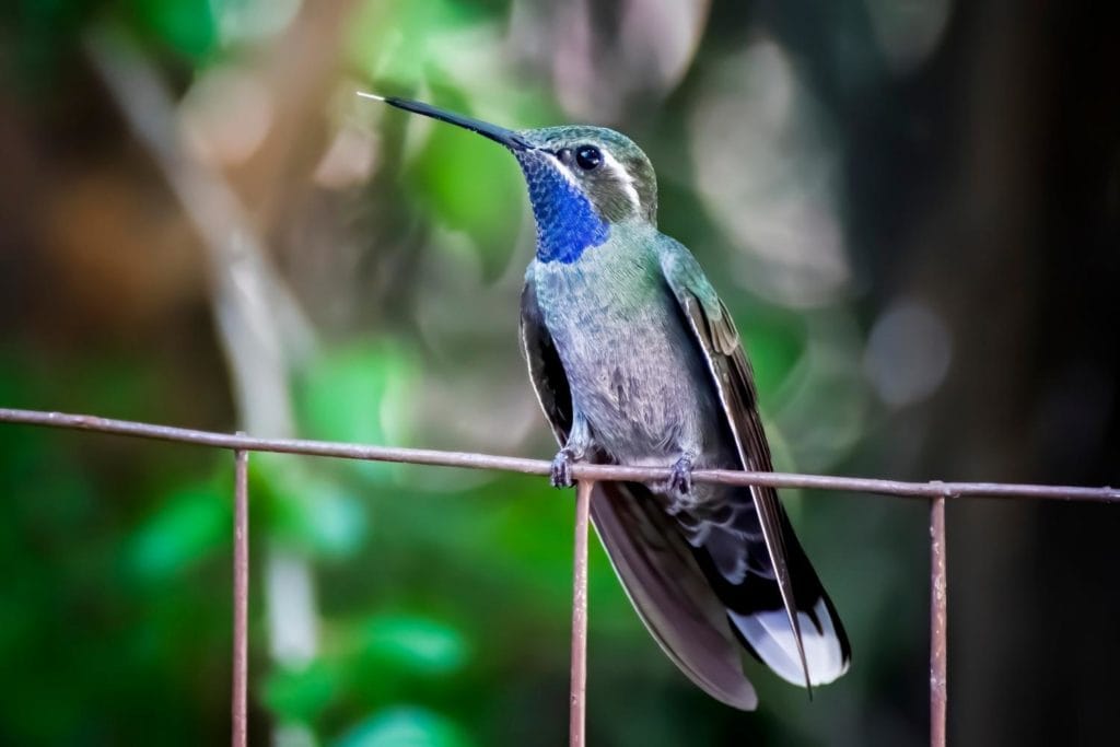close up of a blue-throated hummingbird perched on a wire in a nature setting