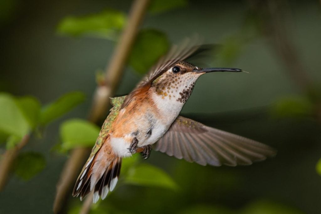 a female broad-tailed hummingbird hovering on a tree