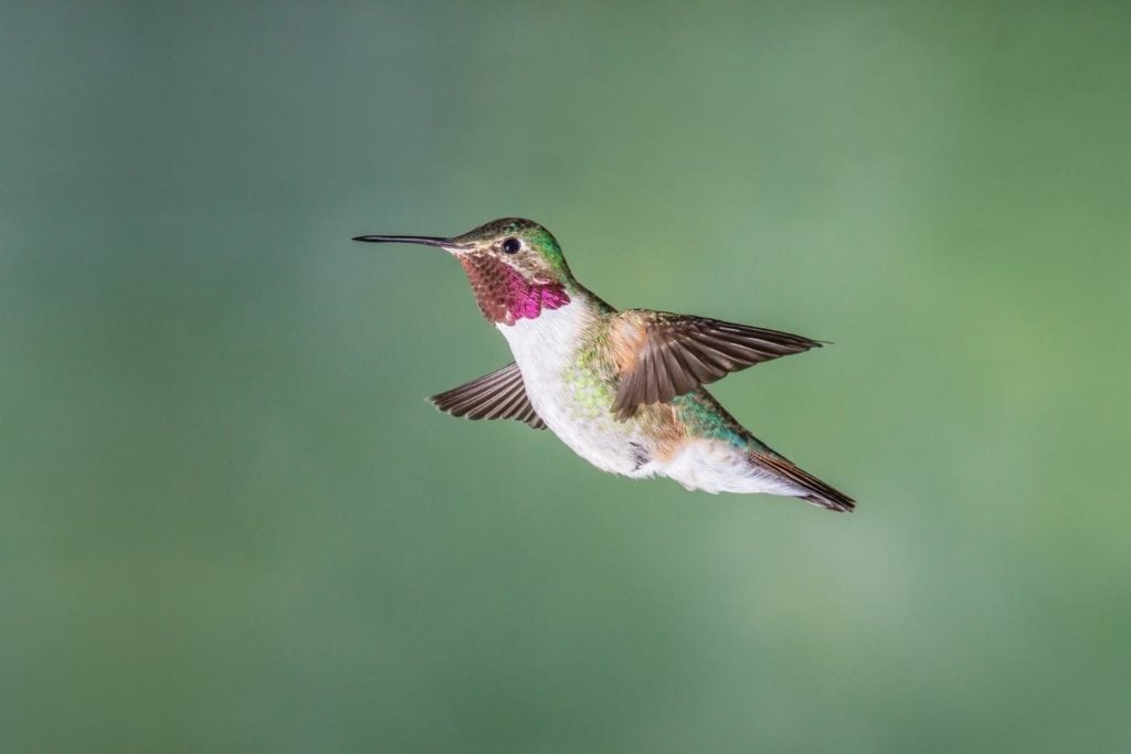 a male broad-tailed hummingbird during flight