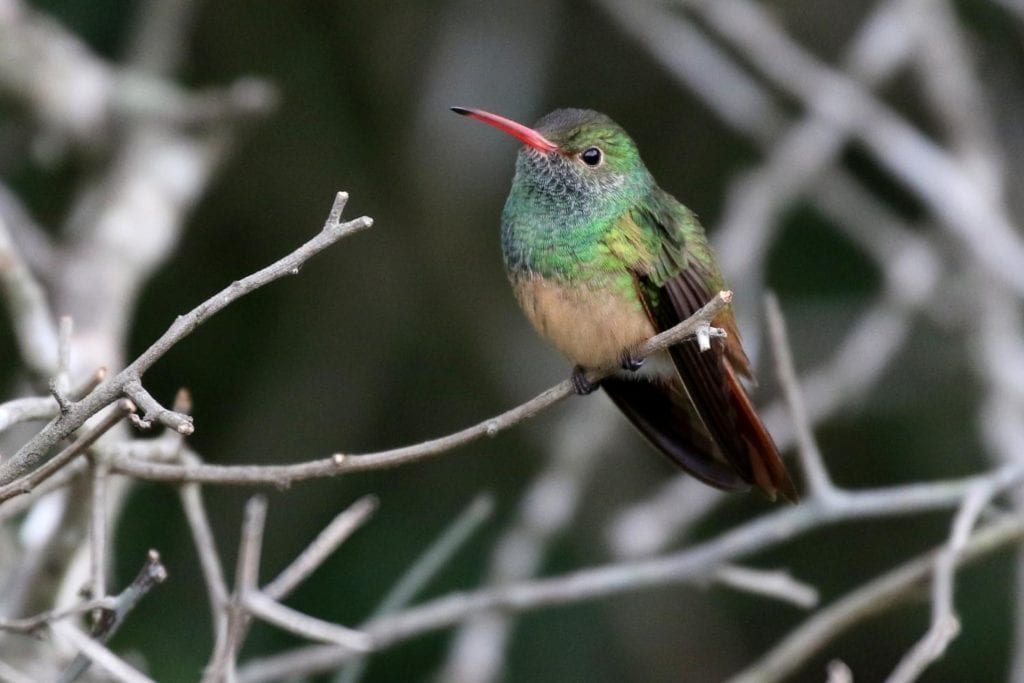a Buff-bellied hummingbird perched on a dead tree