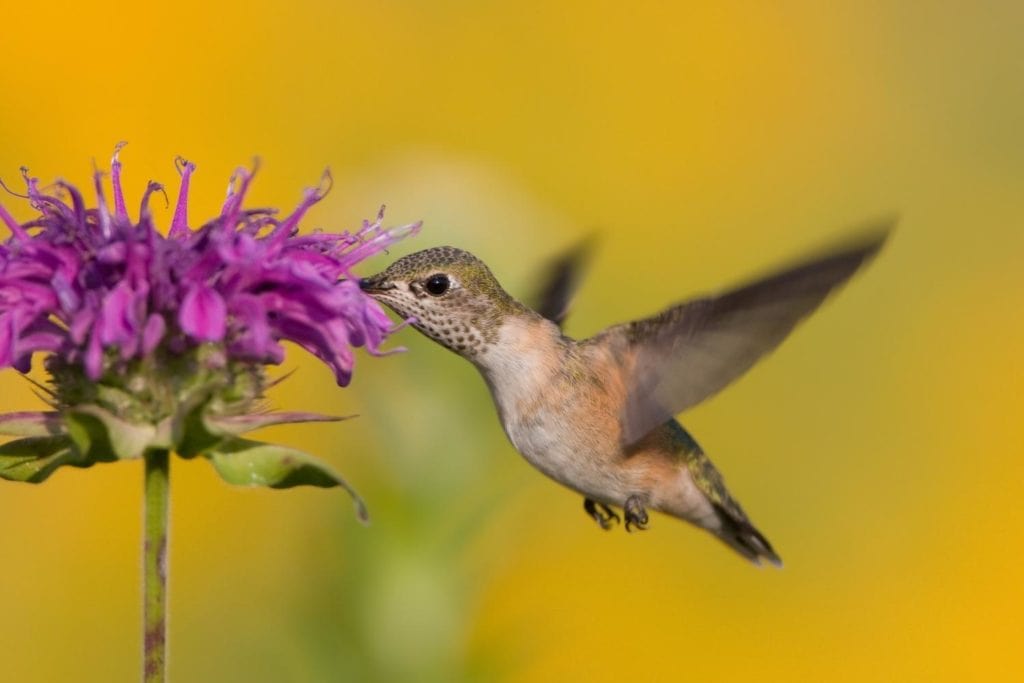 a female calliope hummingbird sucking a nectar
