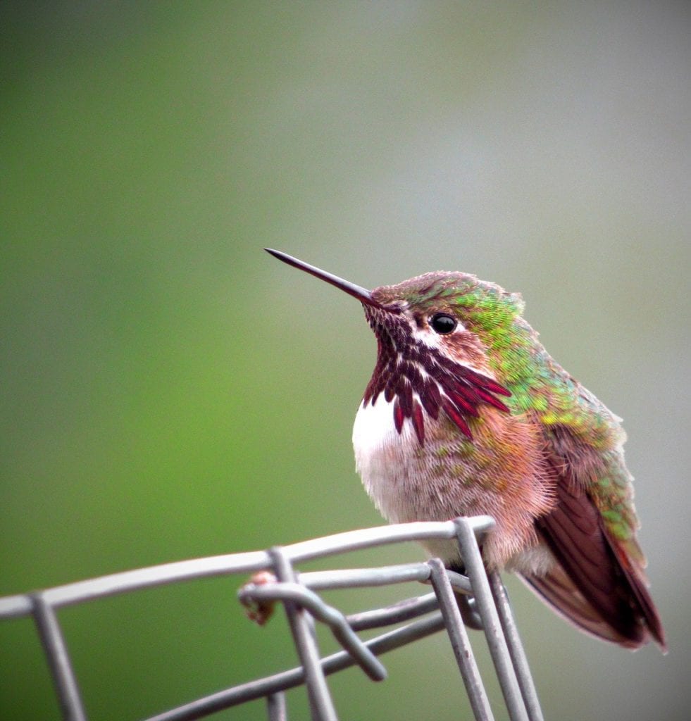 close up of a calliope hummingbird hanging on a wire