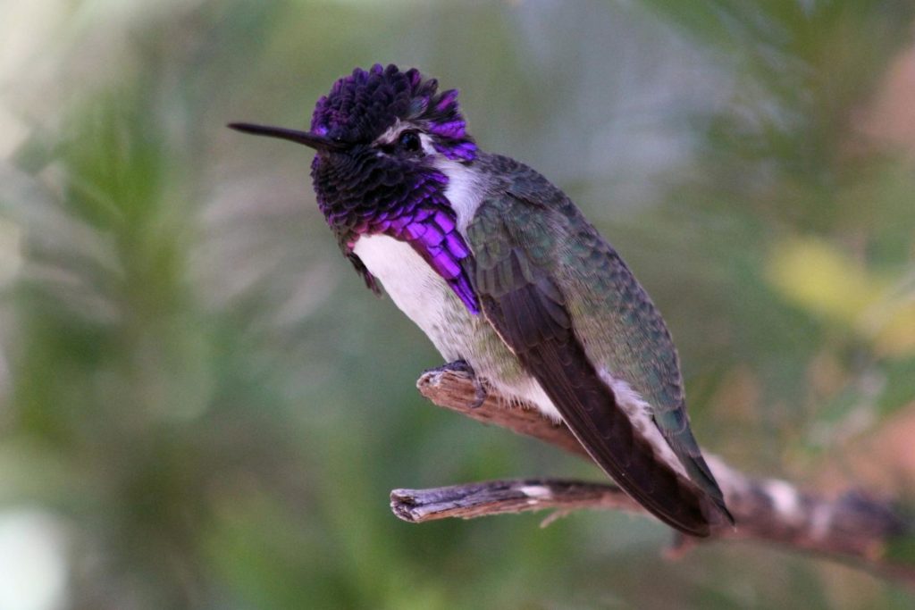 Costa's hummingbird perched on a tree branch showing its purple head