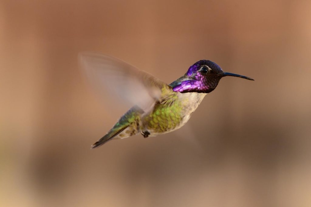 a hovering Costa's hummingbird showing purple plumage