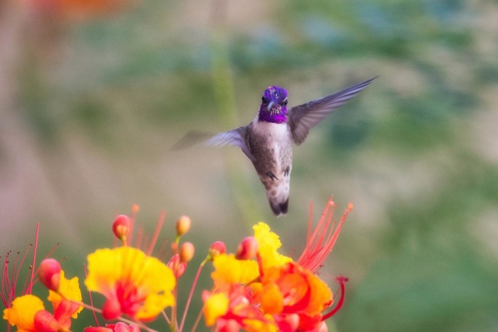 Costa's hummingbird hovering over bright flowers