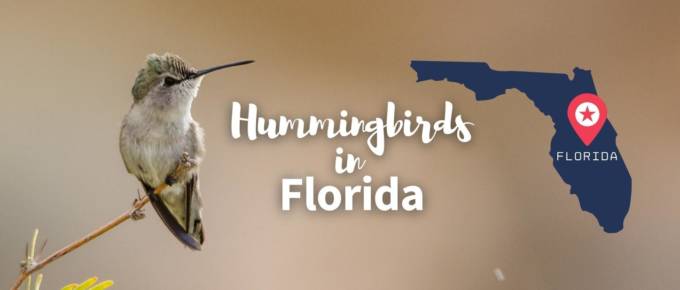hummingbirds in florida featured photo