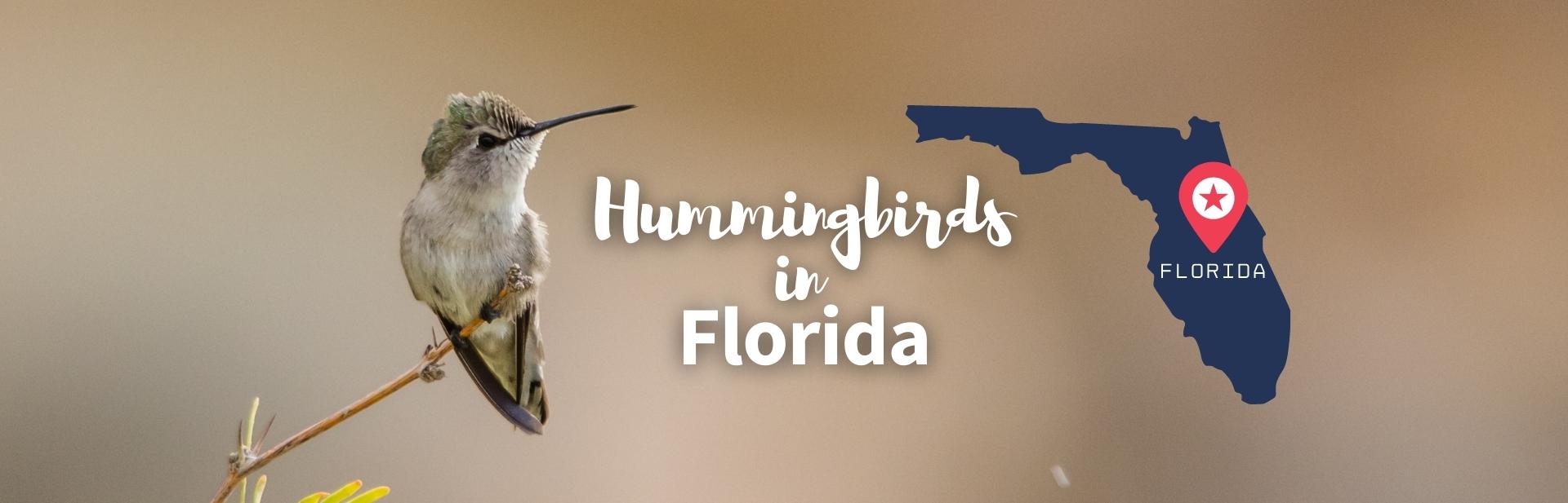The 13 Types of Hummingbirds in Florida! (ID Guide + Photos)