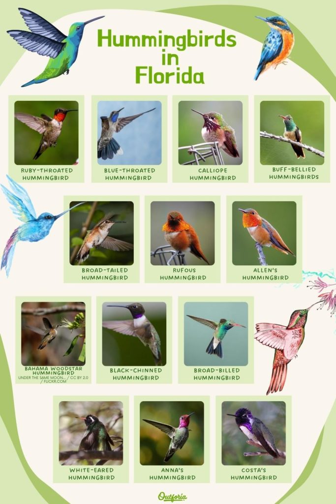 chart of the hummingbirds in Florida with names and images