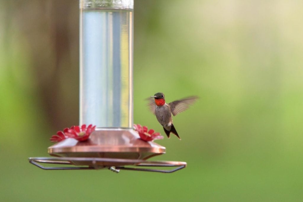 a ruby-throated hummingbird hovering on a birdfeeder