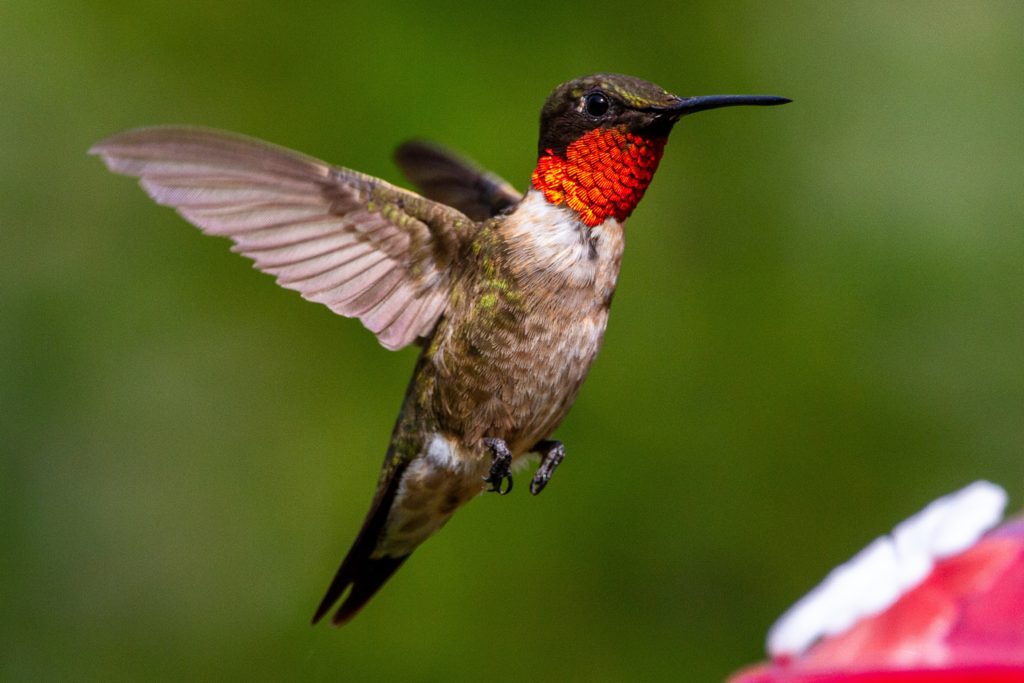 close up of an adult ruby-throated hummingbird going to the birdfeeder