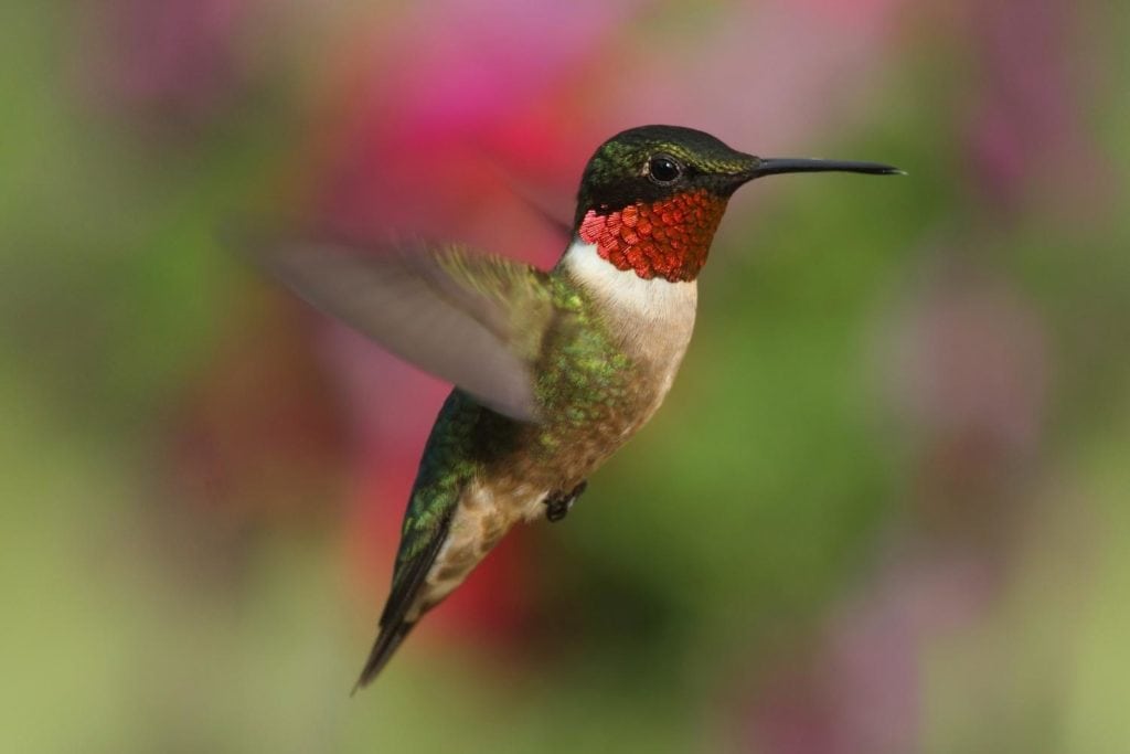 a hovering ruby-throated hummingbird