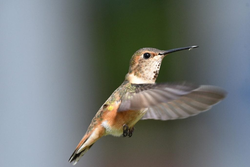 side view of a female rufous hummingbird in flight