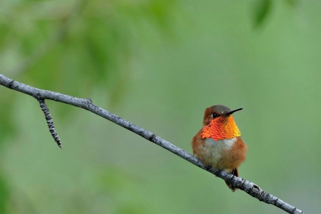 male rufous hummingbird perched on a tree branch