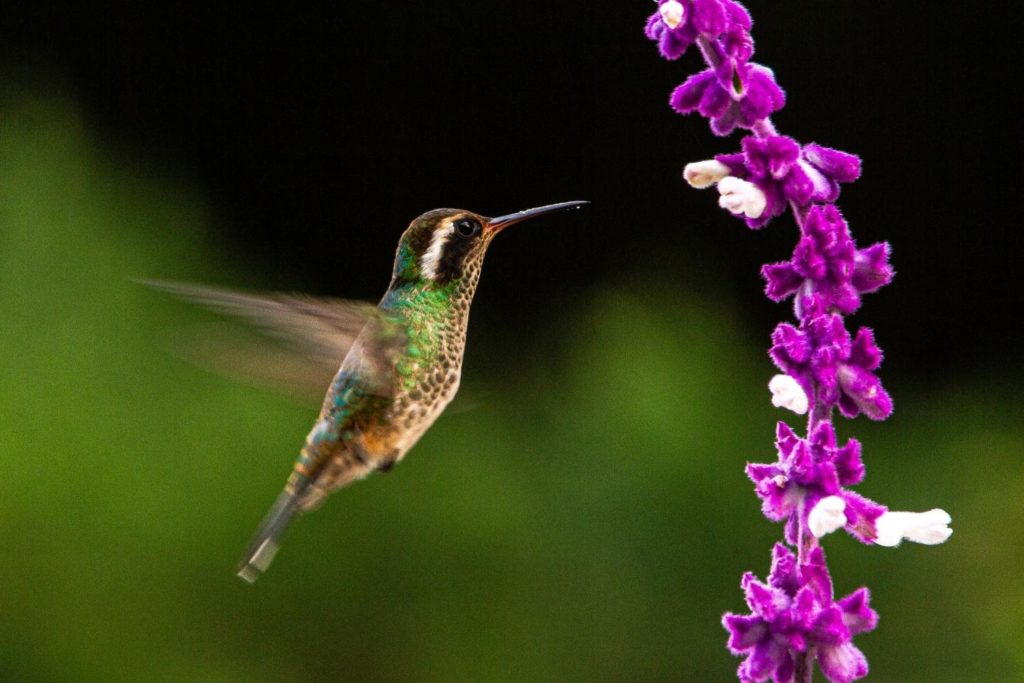 a white-eared hummingbird feasting on a purple flower
