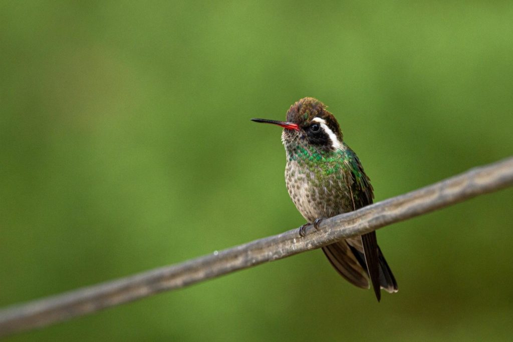 a white-eared hummingbird perched on a branch
