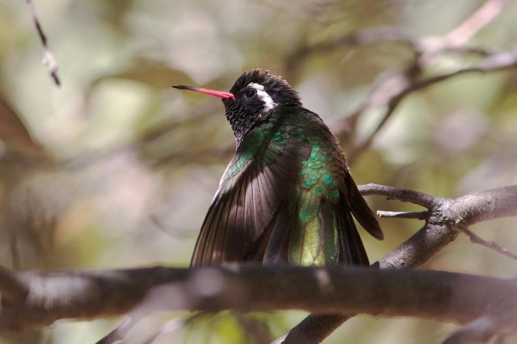 focused image of a white-eared hummingbird on a tree