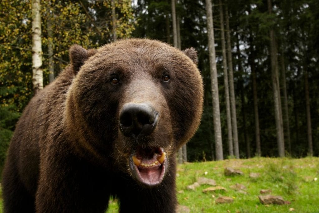 close up of a big brown bear roaring and showing its fangs
