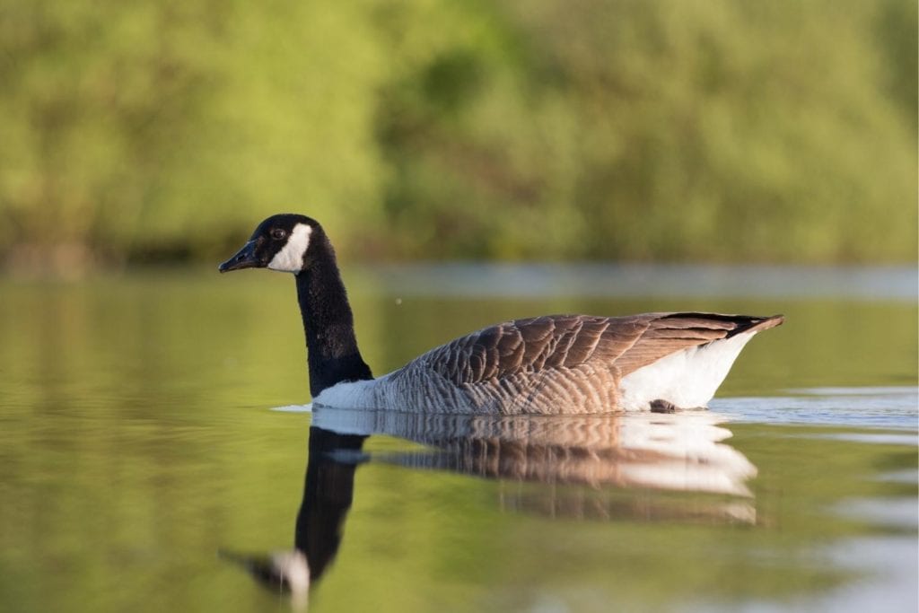 a Canada goose swimming on a lake
