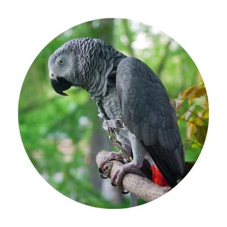 an African gray parrot perched on a branch
