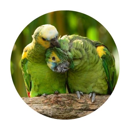 two Blue-fronted amazon parrots cuddling on a tree branch
