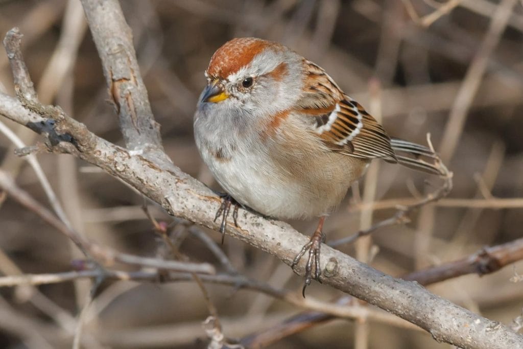 American tree sparrow perched on a dead tree